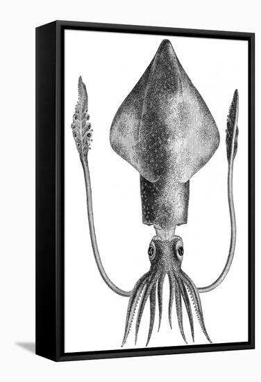 Common Squid-null-Framed Stretched Canvas