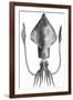 Common Squid-null-Framed Giclee Print