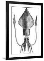 Common Squid-null-Framed Giclee Print