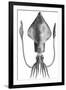 Common Squid-null-Framed Giclee Print