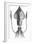 Common Squid-null-Framed Giclee Print