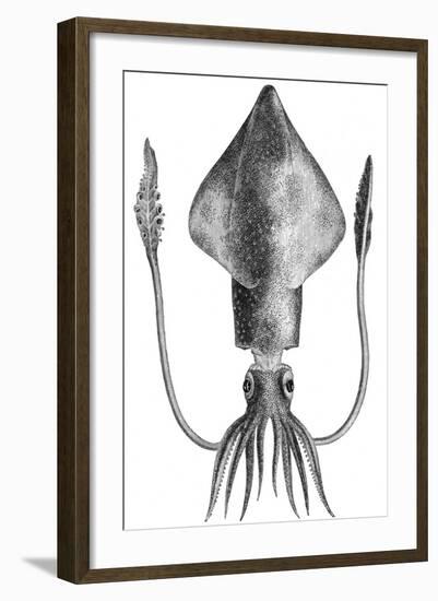 Common Squid-null-Framed Giclee Print