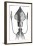 Common Squid-null-Framed Giclee Print