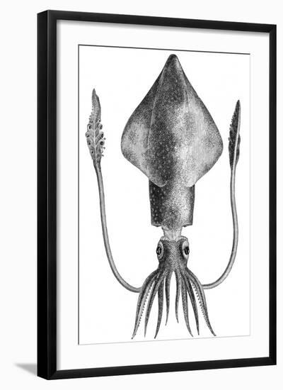 Common Squid-null-Framed Giclee Print