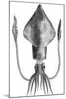 Common Squid-null-Mounted Giclee Print