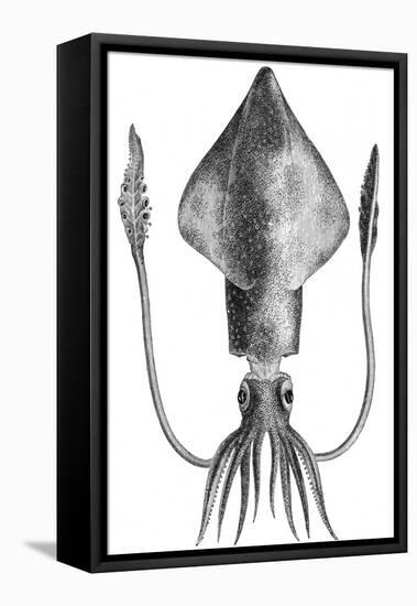 Common Squid-null-Framed Stretched Canvas