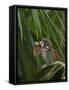 Common Squirrel Monkey, Amazon Rain Forest, Ecuador-Pete Oxford-Framed Stretched Canvas