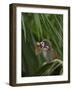 Common Squirrel Monkey, Amazon Rain Forest, Ecuador-Pete Oxford-Framed Photographic Print