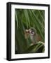 Common Squirrel Monkey, Amazon Rain Forest, Ecuador-Pete Oxford-Framed Photographic Print