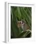 Common Squirrel Monkey, Amazon Rain Forest, Ecuador-Pete Oxford-Framed Photographic Print