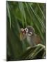 Common Squirrel Monkey, Amazon Rain Forest, Ecuador-Pete Oxford-Mounted Photographic Print