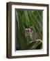 Common Squirrel Monkey, Amazon Rain Forest, Ecuador-Pete Oxford-Framed Photographic Print