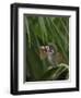 Common Squirrel Monkey, Amazon Rain Forest, Ecuador-Pete Oxford-Framed Photographic Print