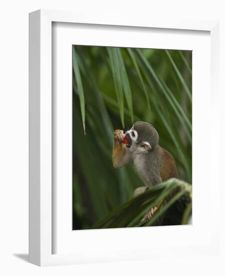 Common Squirrel Monkey, Amazon Rain Forest, Ecuador-Pete Oxford-Framed Photographic Print