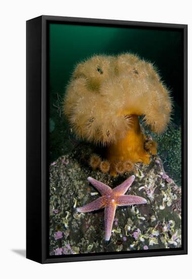 Common Starfish (Asterias Rubens) by a Large Anemone, Saltstraumen, Bod?, Norway, October 2008-Lundgren-Framed Stretched Canvas