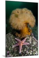 Common Starfish (Asterias Rubens) by a Large Anemone, Saltstraumen, Bod?, Norway, October 2008-Lundgren-Mounted Photographic Print