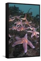 Common Starfish (Asterias Rubens) Group, Saltstraumen, Bodø, Norway, October 2008-Lundgren-Framed Stretched Canvas