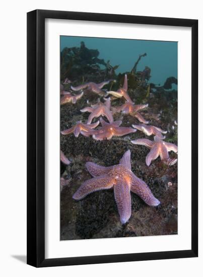 Common Starfish (Asterias Rubens) Group, Saltstraumen, Bodø, Norway, October 2008-Lundgren-Framed Premium Photographic Print