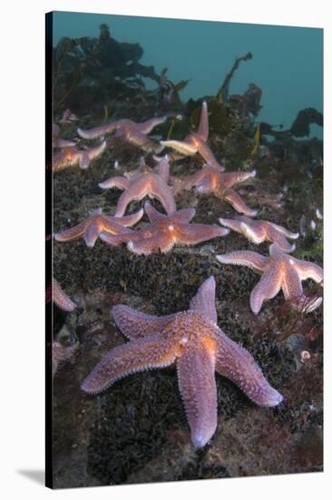 Common Starfish (Asterias Rubens) Group, Saltstraumen, Bodø, Norway, October 2008-Lundgren-Stretched Canvas