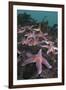 Common Starfish (Asterias Rubens) Group, Saltstraumen, Bodø, Norway, October 2008-Lundgren-Framed Photographic Print