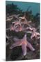 Common Starfish (Asterias Rubens) Group, Saltstraumen, Bodø, Norway, October 2008-Lundgren-Mounted Photographic Print