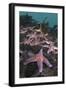 Common Starfish (Asterias Rubens) Group, Saltstraumen, Bodø, Norway, October 2008-Lundgren-Framed Photographic Print