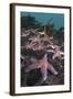 Common Starfish (Asterias Rubens) Group, Saltstraumen, Bodø, Norway, October 2008-Lundgren-Framed Photographic Print