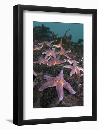 Common Starfish (Asterias Rubens) Group, Saltstraumen, Bodø, Norway, October 2008-Lundgren-Framed Photographic Print