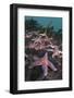 Common Starfish (Asterias Rubens) Group, Saltstraumen, Bodø, Norway, October 2008-Lundgren-Framed Photographic Print