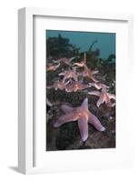 Common Starfish (Asterias Rubens) Group, Saltstraumen, Bodø, Norway, October 2008-Lundgren-Framed Photographic Print