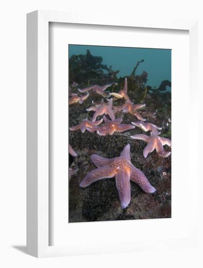 Common Starfish (Asterias Rubens) Group, Saltstraumen, Bodø, Norway, October 2008-Lundgren-Framed Photographic Print