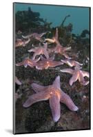 Common Starfish (Asterias Rubens) Group, Saltstraumen, Bodø, Norway, October 2008-Lundgren-Mounted Photographic Print