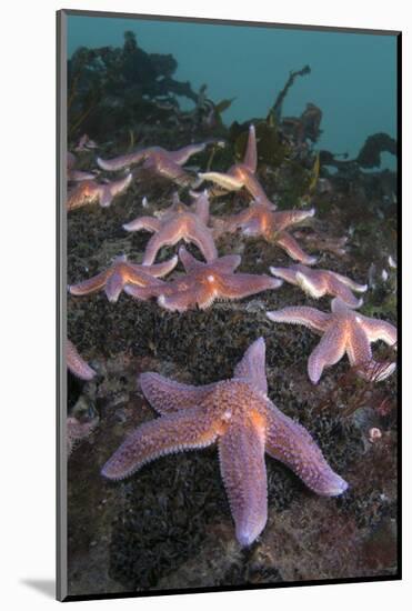 Common Starfish (Asterias Rubens) Group, Saltstraumen, Bodø, Norway, October 2008-Lundgren-Mounted Photographic Print