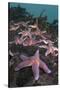 Common Starfish (Asterias Rubens) Group, Saltstraumen, Bodø, Norway, October 2008-Lundgren-Stretched Canvas