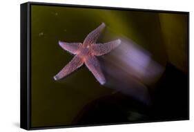 Common Starfish (Asterias Rubens) Moving, Saltstraumen, Bod?, Norway, October 2008-Lundgren-Framed Stretched Canvas