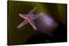 Common Starfish (Asterias Rubens) Moving, Saltstraumen, Bod?, Norway, October 2008-Lundgren-Stretched Canvas