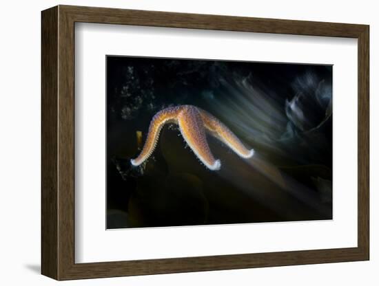 Common Starfish (Asterias Rubens) Moving, Saltstraumen, Bod?, Norway, October 2008-Lundgren-Framed Photographic Print