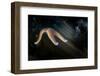 Common Starfish (Asterias Rubens) Moving, Saltstraumen, Bod?, Norway, October 2008-Lundgren-Framed Photographic Print