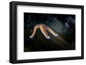 Common Starfish (Asterias Rubens) Moving, Saltstraumen, Bod?, Norway, October 2008-Lundgren-Framed Photographic Print