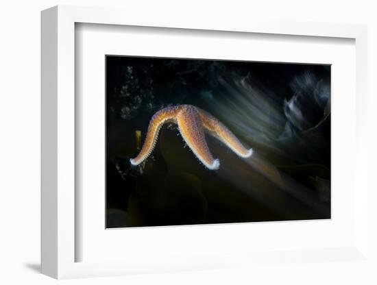 Common Starfish (Asterias Rubens) Moving, Saltstraumen, Bod?, Norway, October 2008-Lundgren-Framed Photographic Print