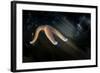 Common Starfish (Asterias Rubens) Moving, Saltstraumen, Bod?, Norway, October 2008-Lundgren-Framed Photographic Print