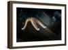 Common Starfish (Asterias Rubens) Moving, Saltstraumen, Bod?, Norway, October 2008-Lundgren-Framed Photographic Print