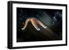 Common Starfish (Asterias Rubens) Moving, Saltstraumen, Bod?, Norway, October 2008-Lundgren-Framed Photographic Print