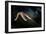 Common Starfish (Asterias Rubens) Moving, Saltstraumen, Bod?, Norway, October 2008-Lundgren-Framed Photographic Print