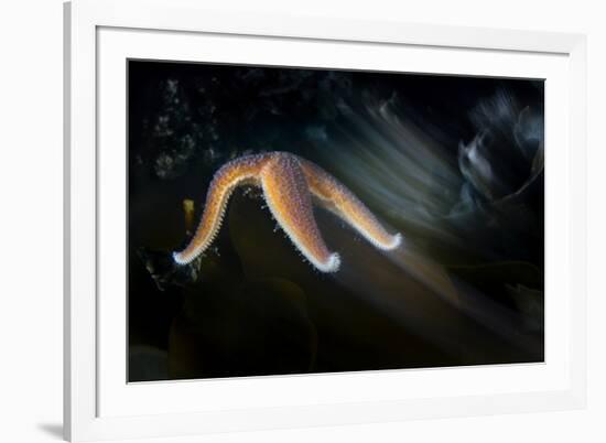 Common Starfish (Asterias Rubens) Moving, Saltstraumen, Bod?, Norway, October 2008-Lundgren-Framed Photographic Print