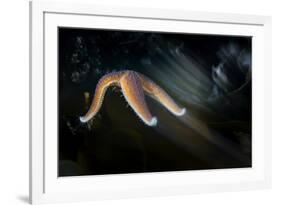 Common Starfish (Asterias Rubens) Moving, Saltstraumen, Bod?, Norway, October 2008-Lundgren-Framed Photographic Print