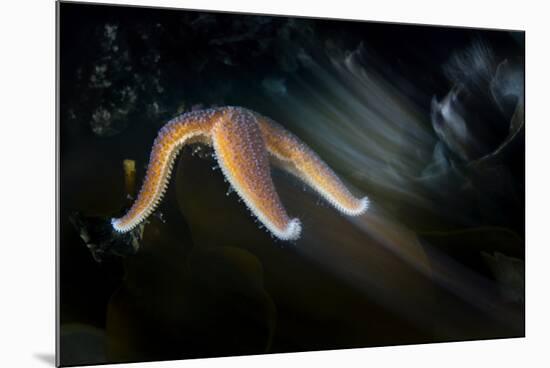 Common Starfish (Asterias Rubens) Moving, Saltstraumen, Bod?, Norway, October 2008-Lundgren-Mounted Photographic Print