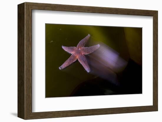 Common Starfish (Asterias Rubens) Moving, Saltstraumen, Bod?, Norway, October 2008-Lundgren-Framed Photographic Print