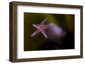 Common Starfish (Asterias Rubens) Moving, Saltstraumen, Bod?, Norway, October 2008-Lundgren-Framed Photographic Print