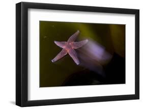 Common Starfish (Asterias Rubens) Moving, Saltstraumen, Bod?, Norway, October 2008-Lundgren-Framed Photographic Print